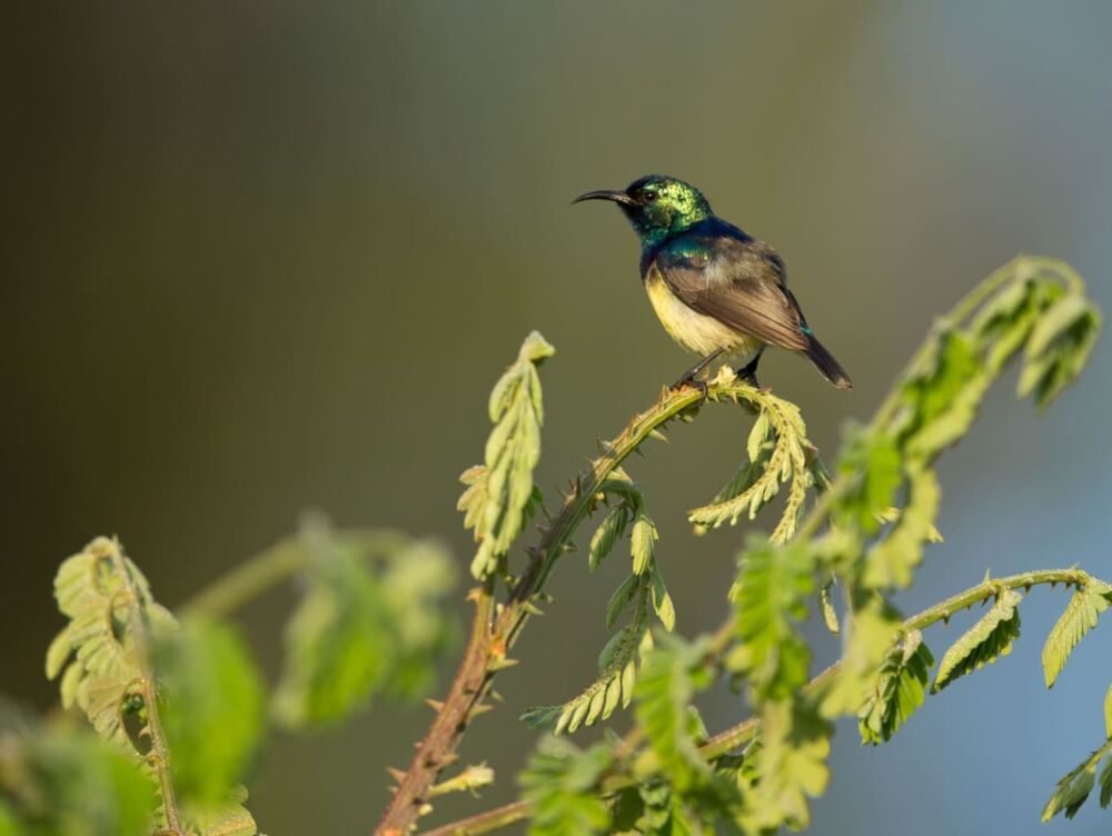 Yayu Coffee Forest  Biosphere Reserve