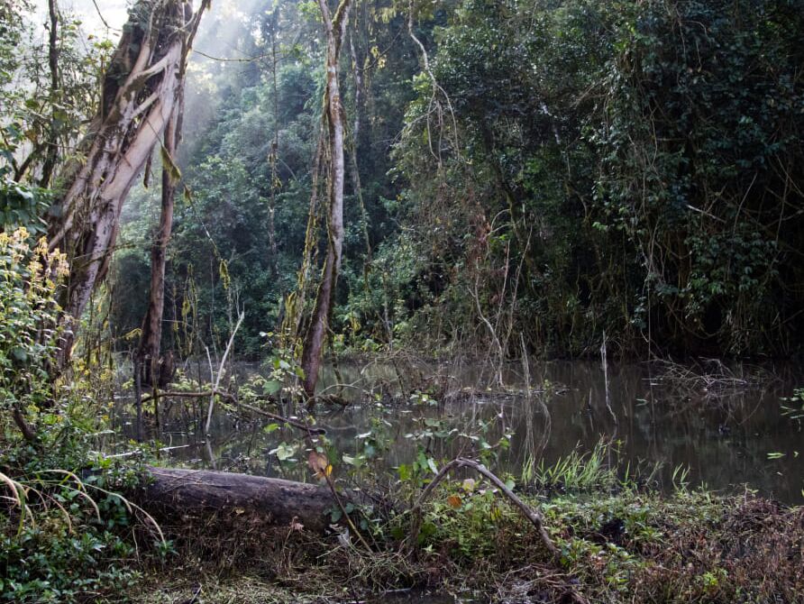 Yayu Ecosystem Services